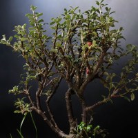 IMG_6241 29